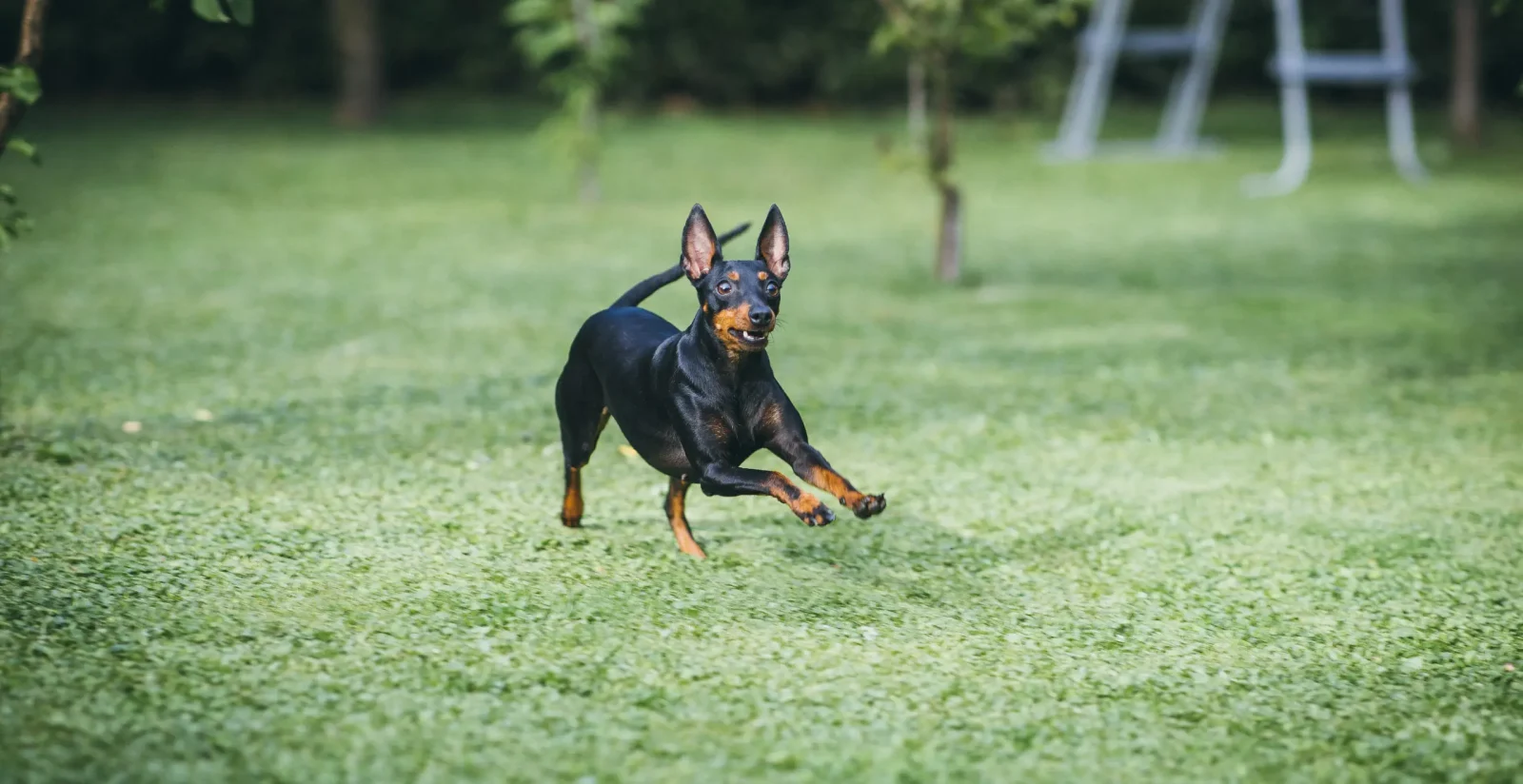 English Toy Terrier - Uzgajivačnica Black and Tan Elegance