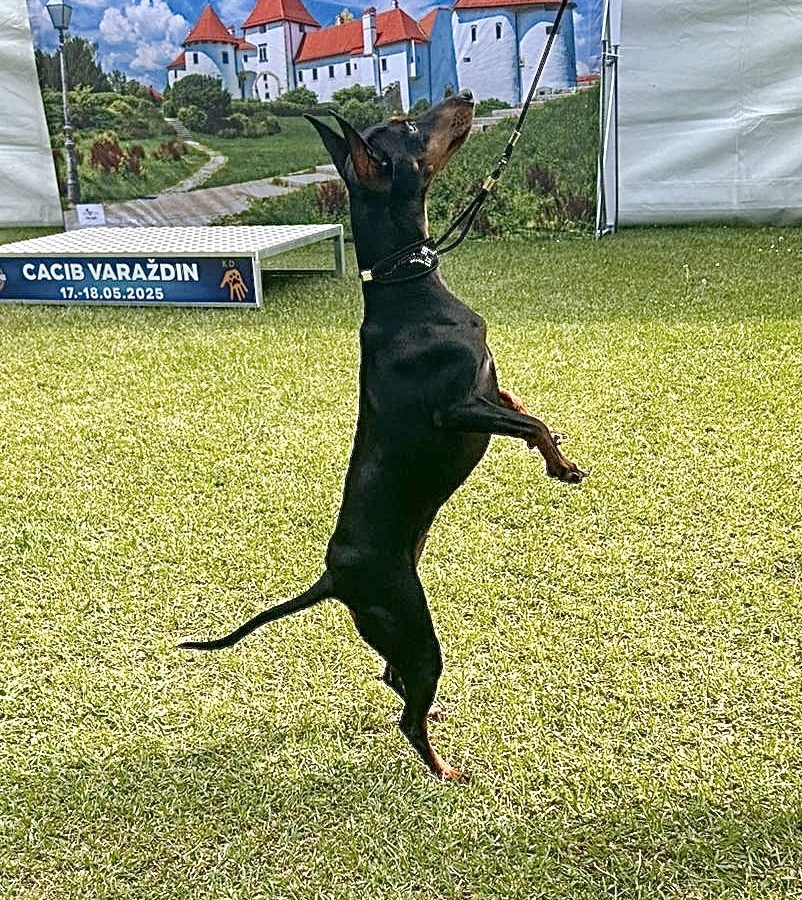 CACIB Umag 2025 – Ruth at the show