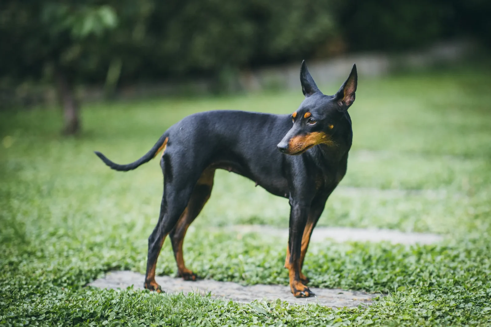 English Toy Terrier - Uzgajivačnica Black and Tan Elegance