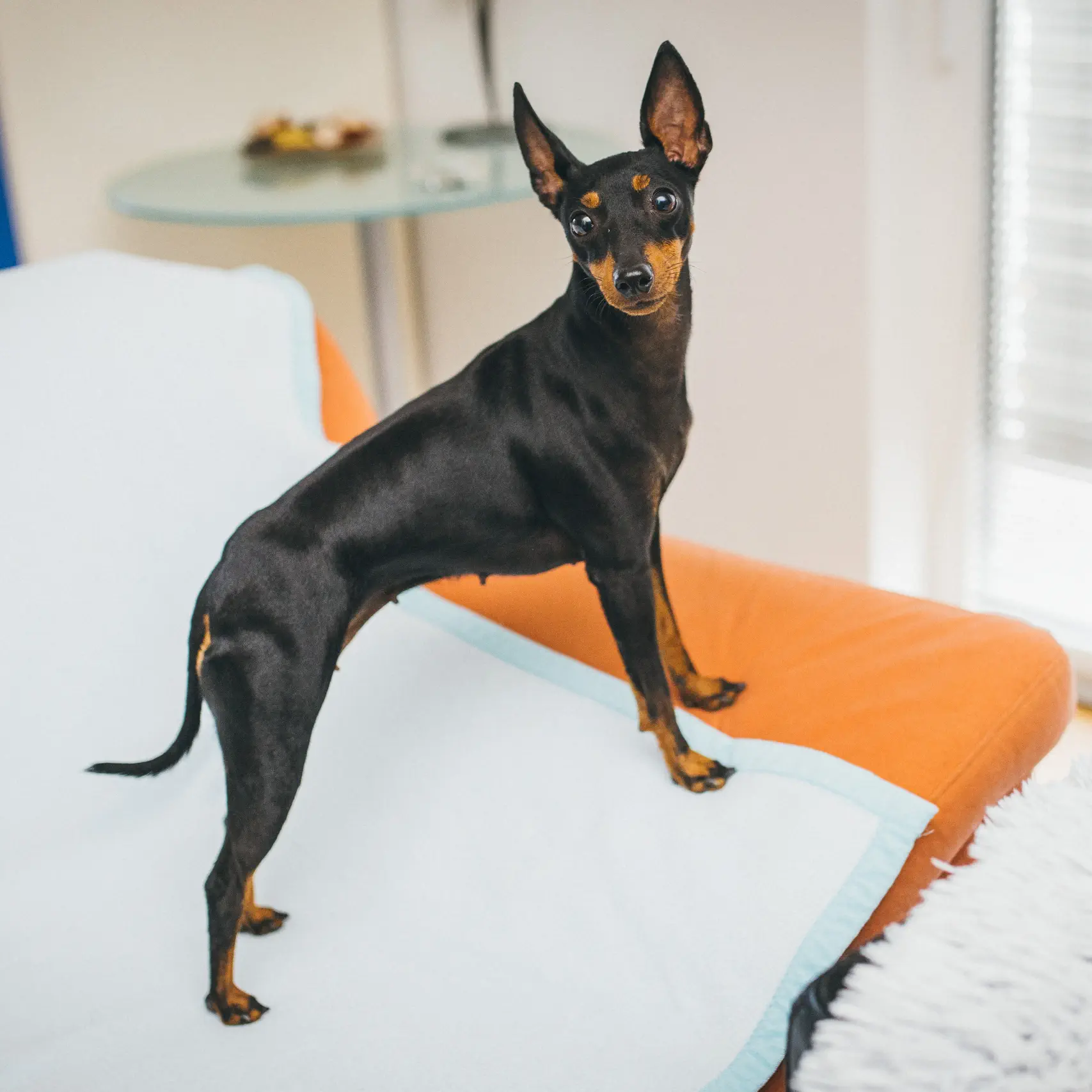 English Toy Terrier - Uzgajivačnica Black and Tan Elegance